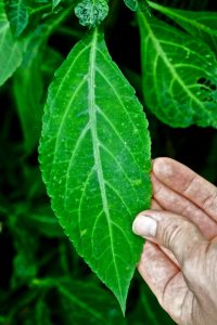 image of salvia divinorum