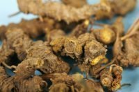 picture of goldenseal root