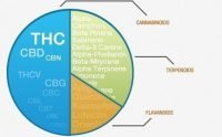 image of chemical compounds in cannabis
